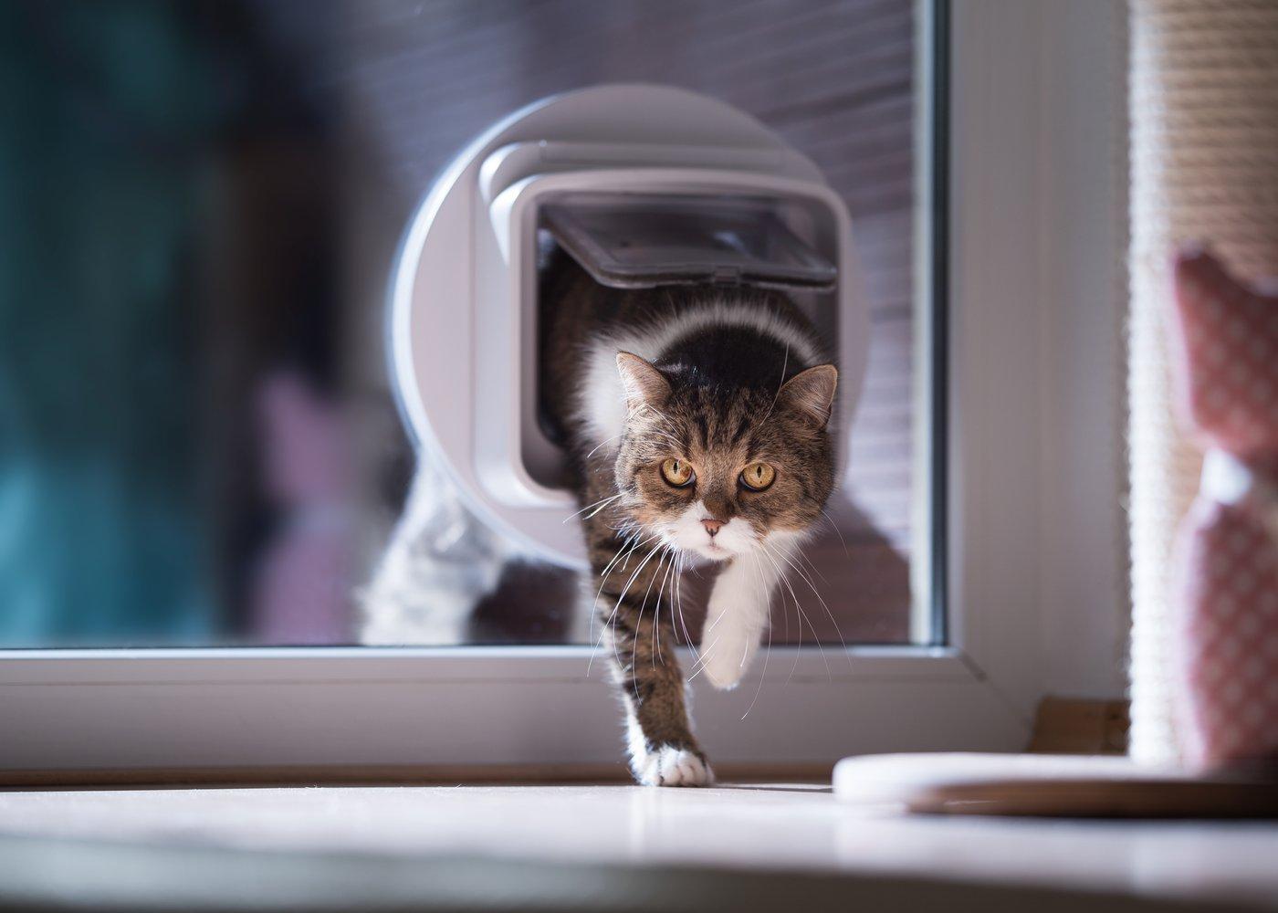 get a cat flap fitted